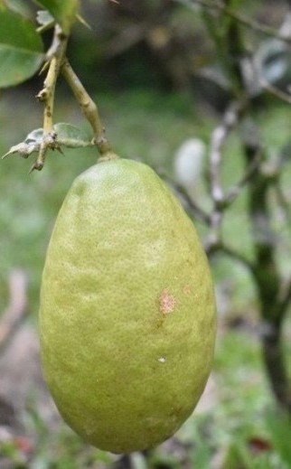 Lemon nga dagko, Biyasong (Bis.)