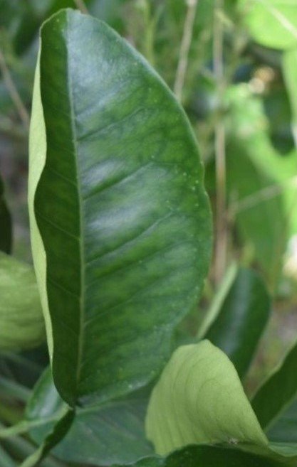 Buongon (Bis.)