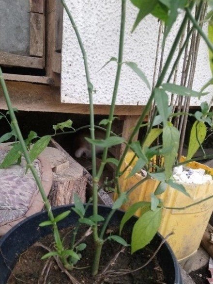 Snake Grass (Engl.)
