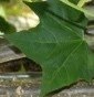 Miracle tree (Engl.)