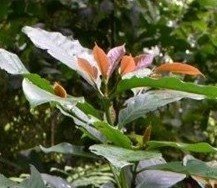 Kape (Bis.)