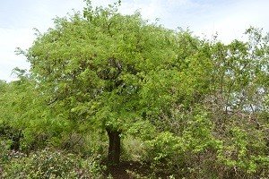 Sampalok (Tag.)