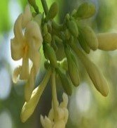 Papaya (Tag.)
