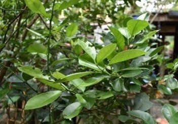 Kalamansi (Tag.)
