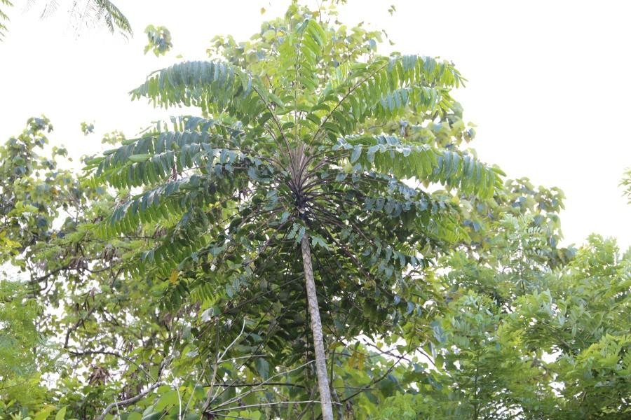 Malapapaya (Tag.)