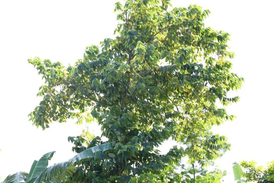 Charcoal tree