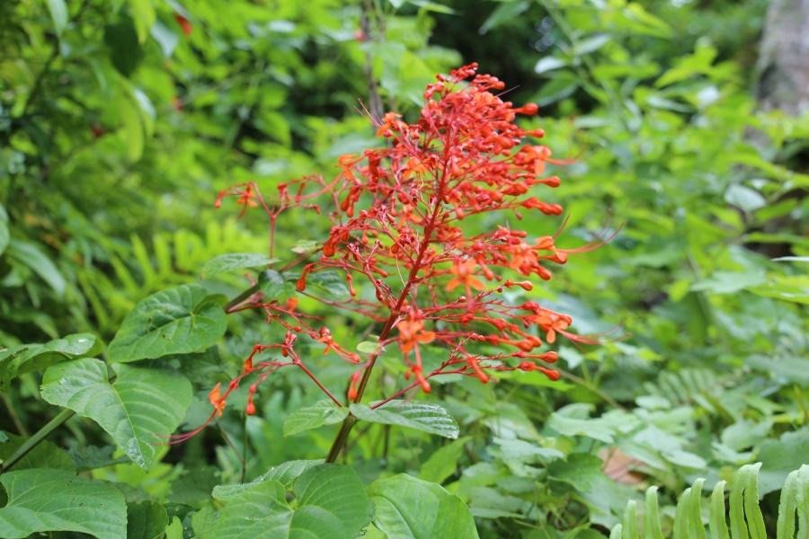 Pagoda flower