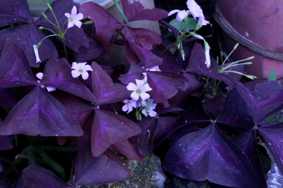 Purple shamrock