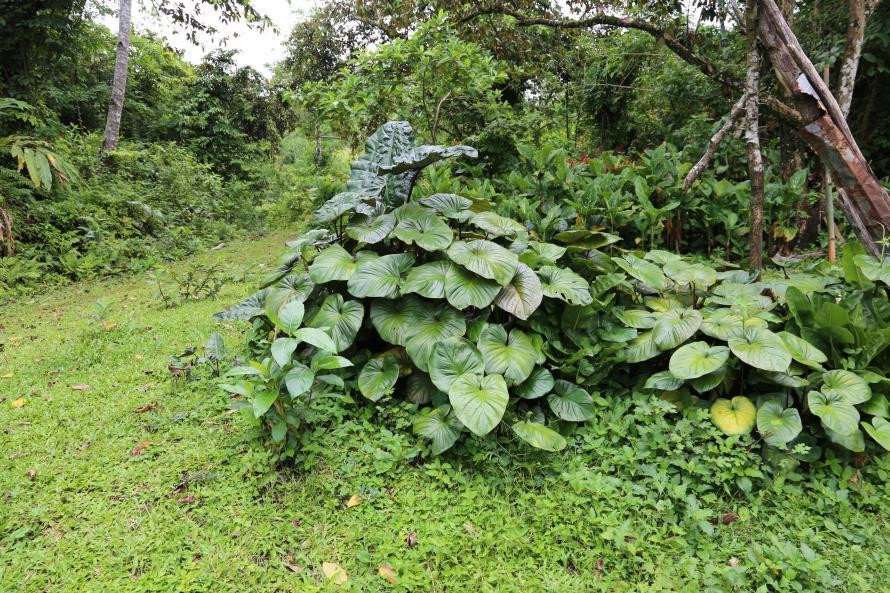 Purple elephant ear