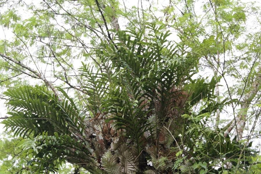 Birds nest fern