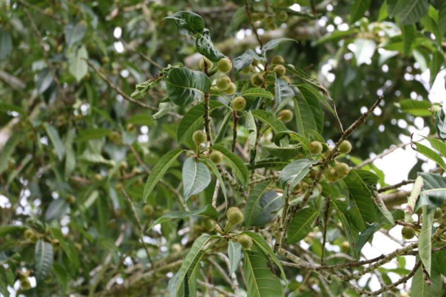 Benjamin's fig (Engl.)