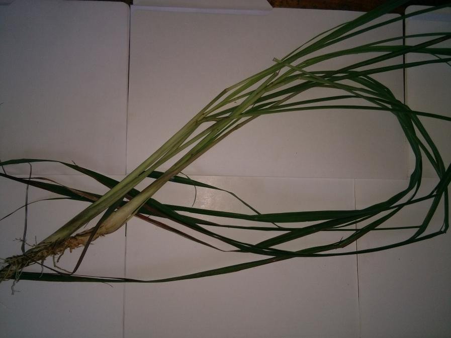 Lemon grass