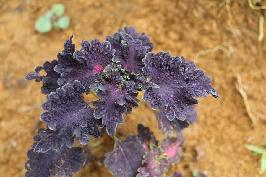 Mayana, Ruby Coleus