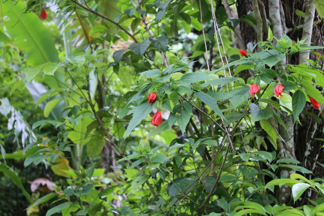 Sleepy hibiscus