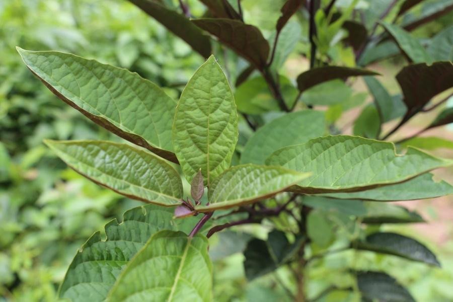 Harlequin glorybower