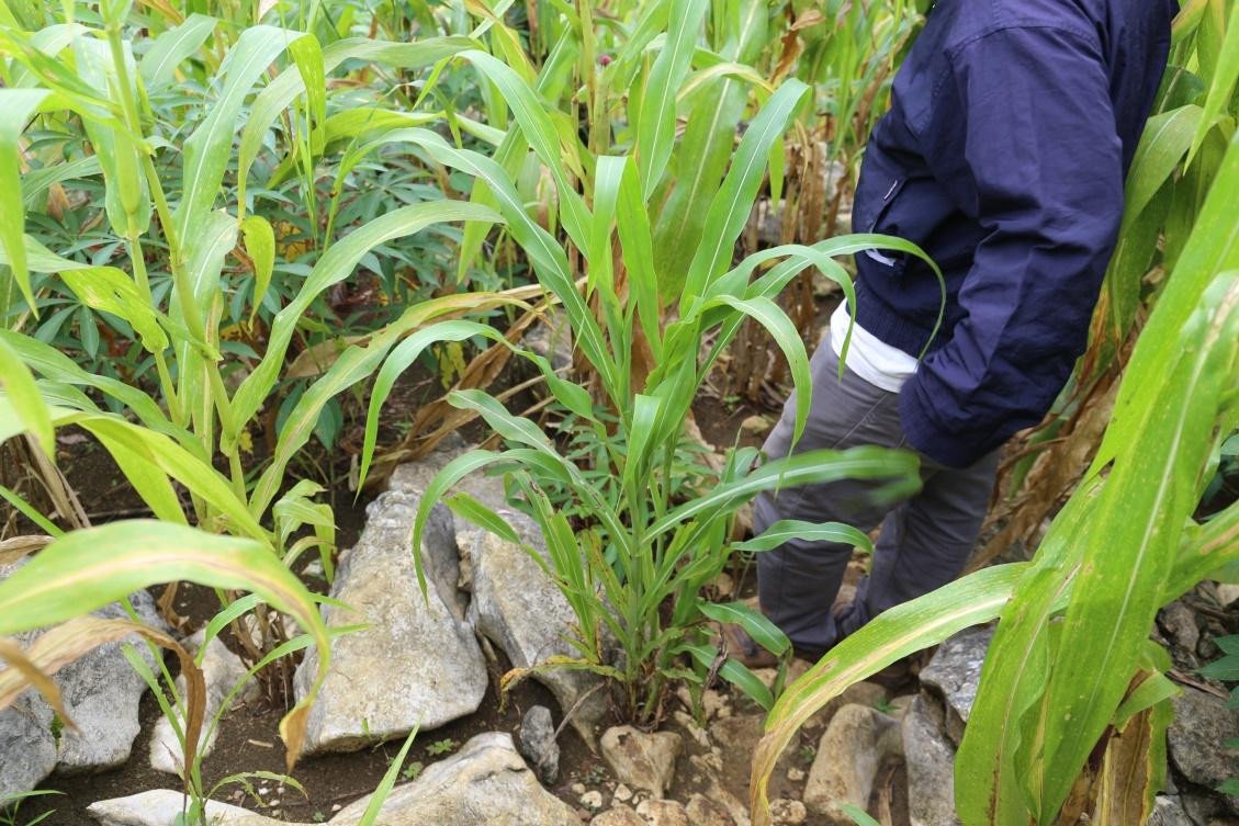 Sorghum