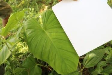 Elephant ear