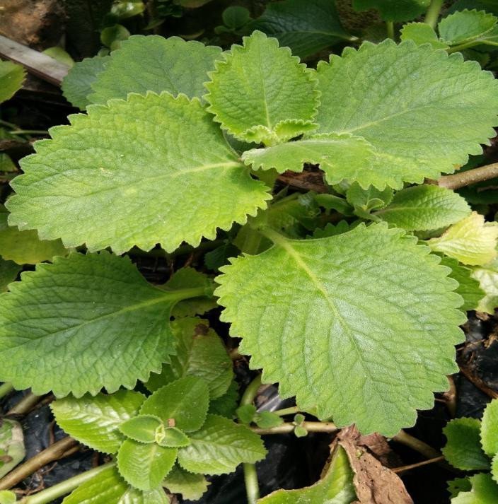 Oregano