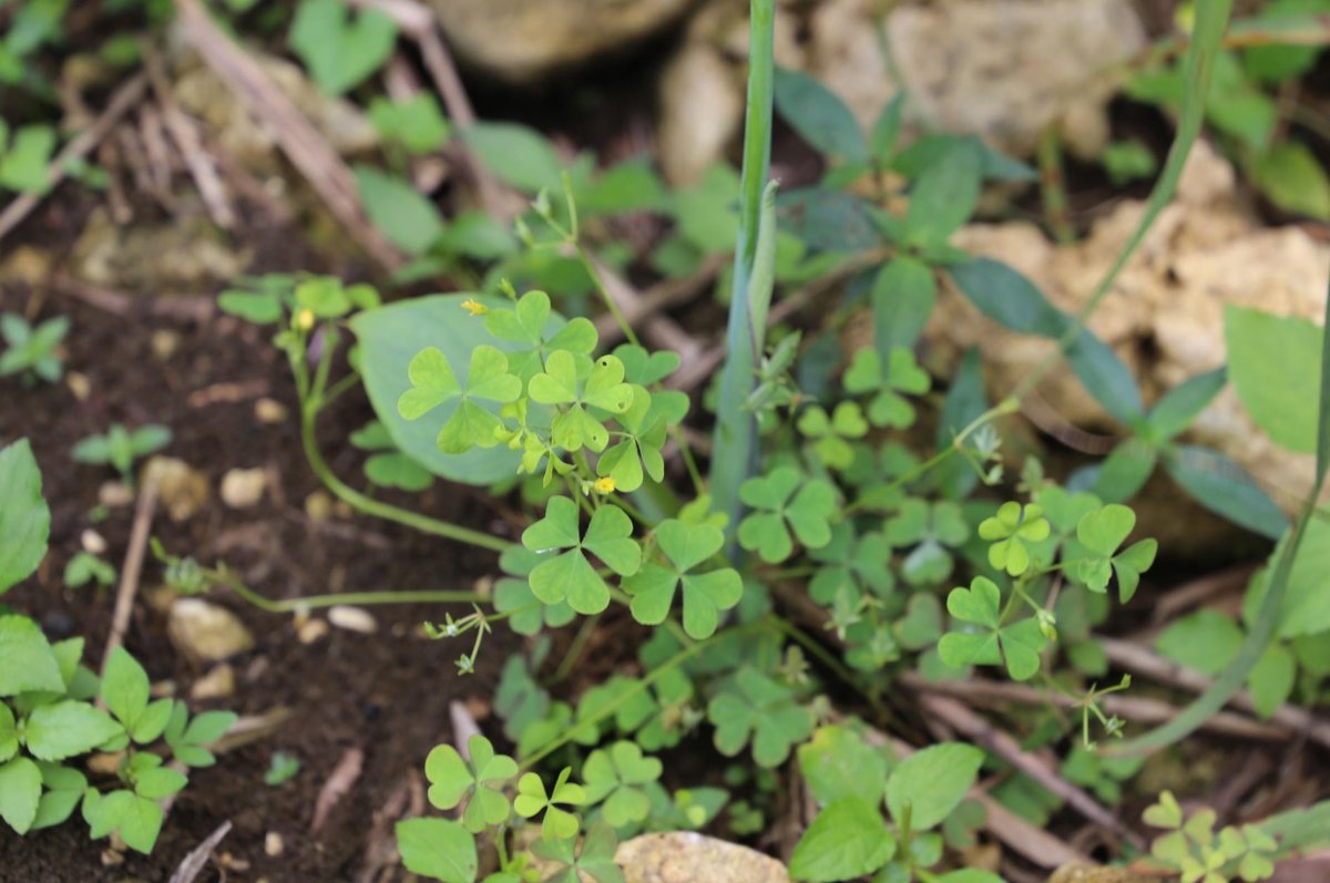 pepperwort, yellow oxalis