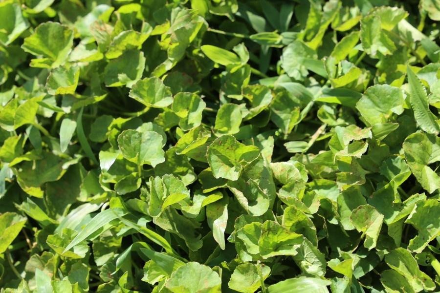 Spadeleaf (Engl.)