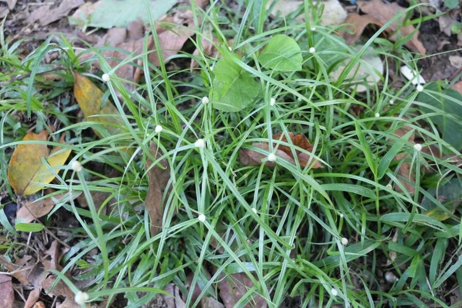 White kyllingia (Eng.)