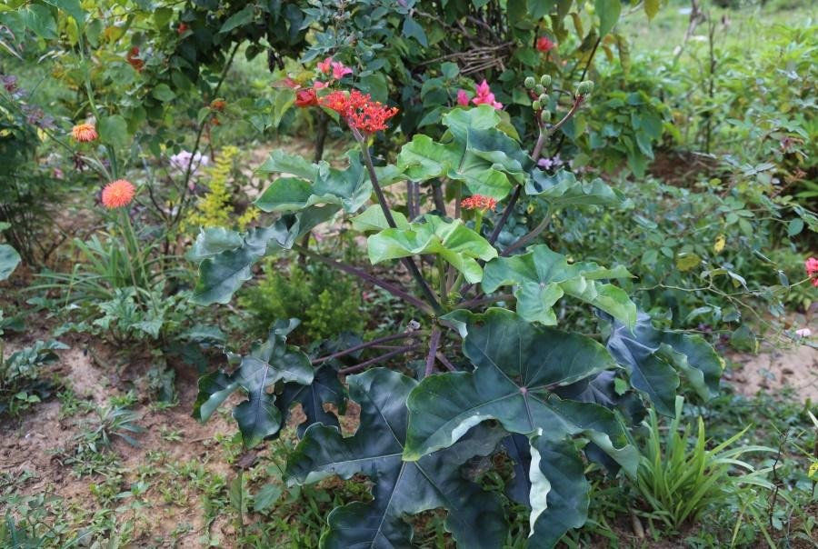 Gout plant