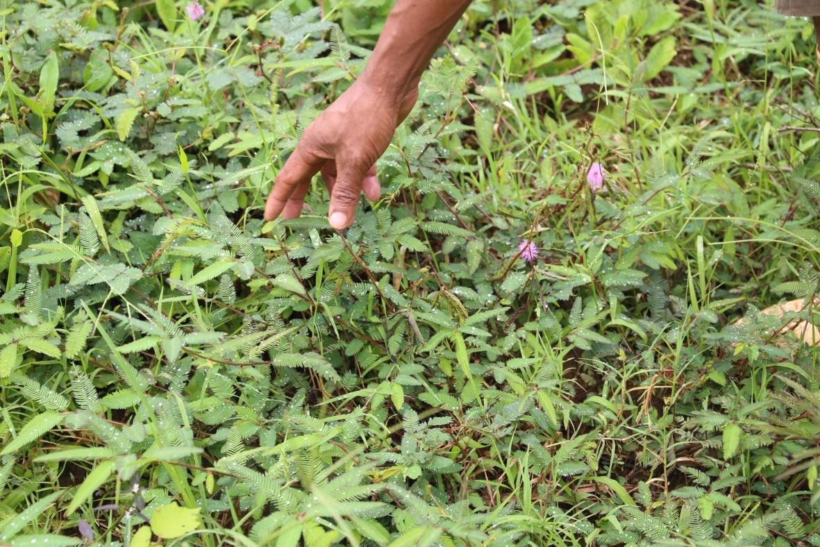 Sensitive plant (Eng)