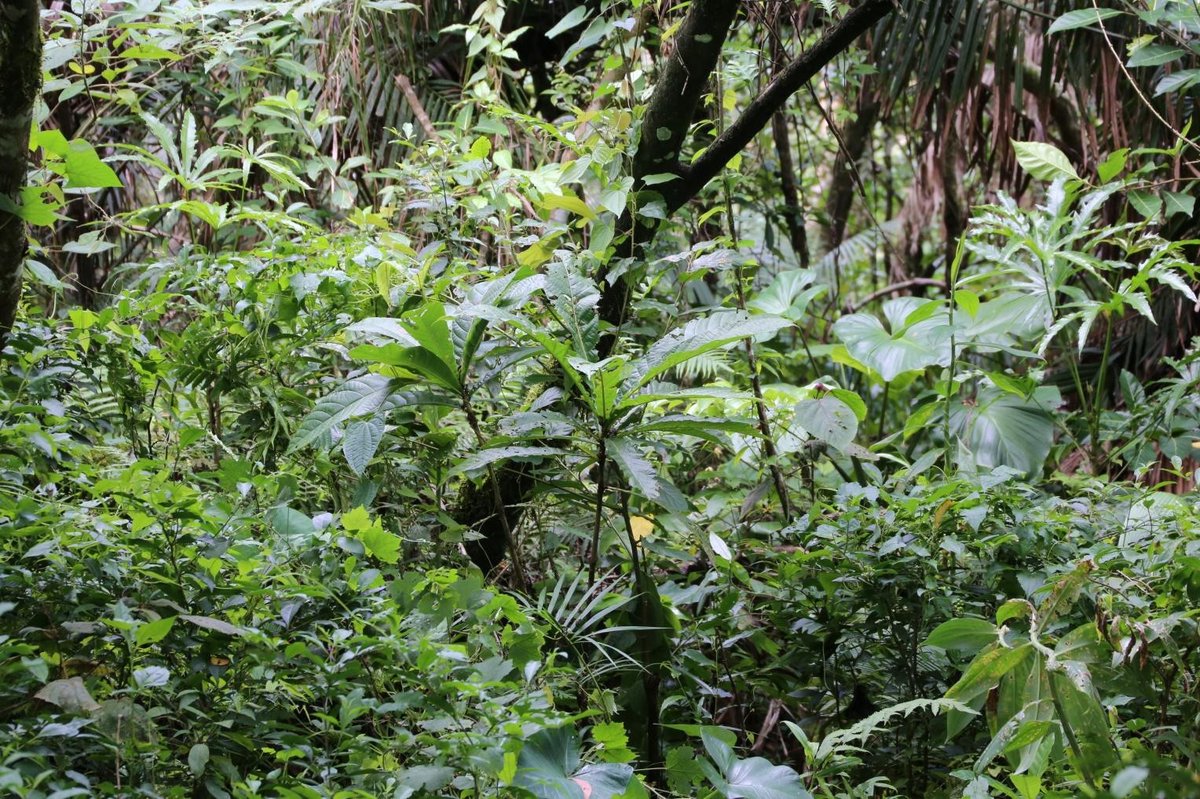 Philippine fig, niyog-niyogan