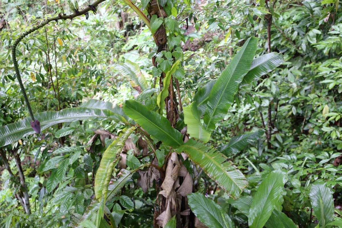 Abaca