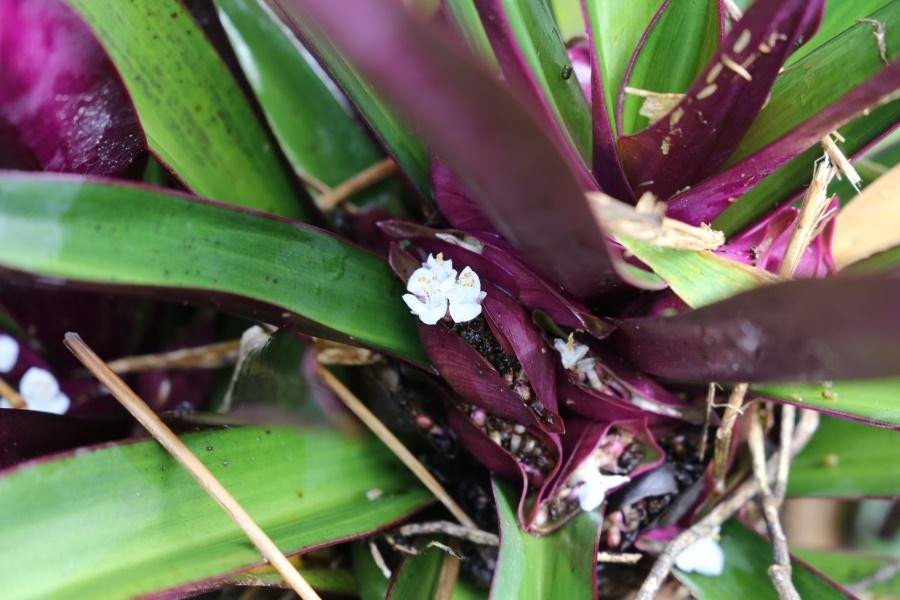Boat lily