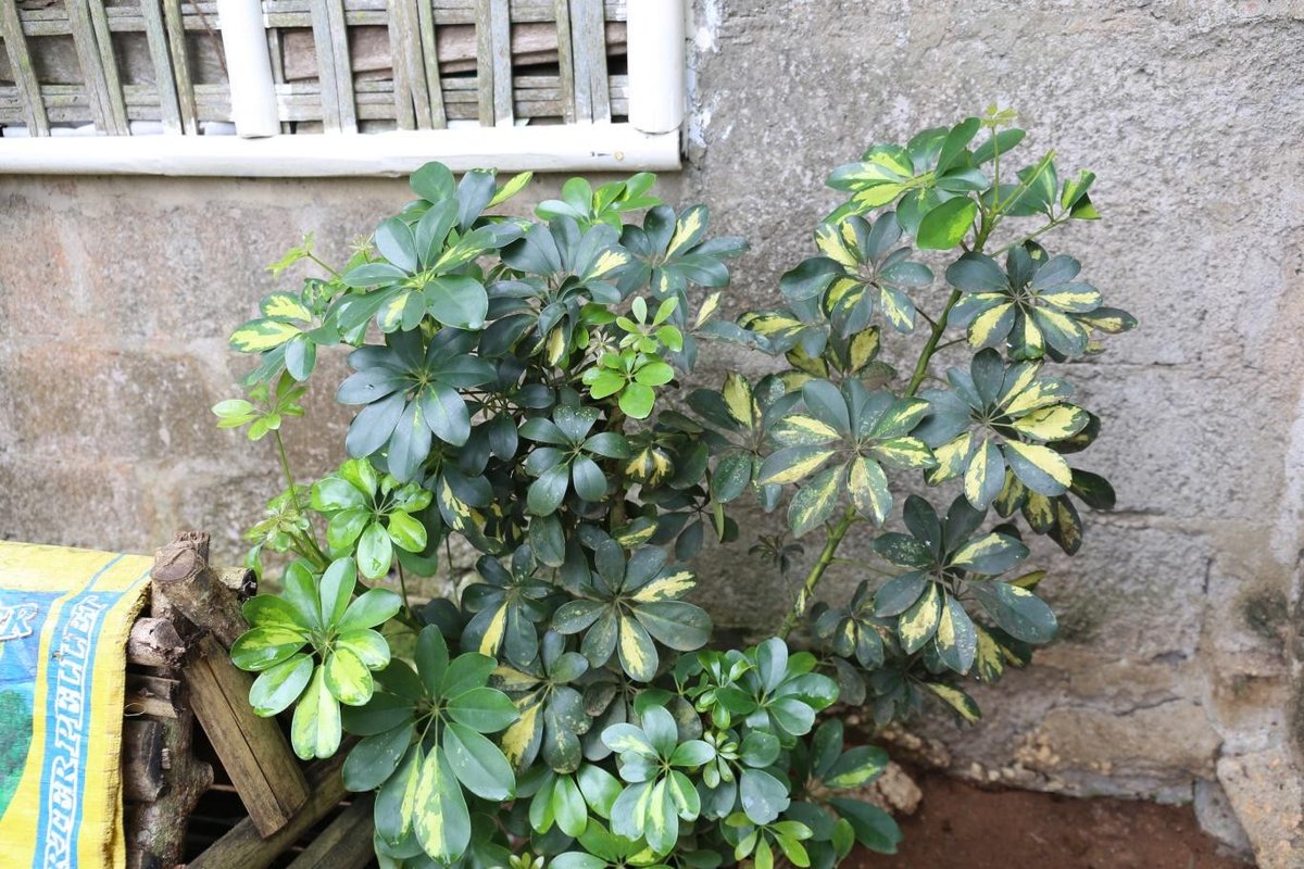 dwarf umbrella tree