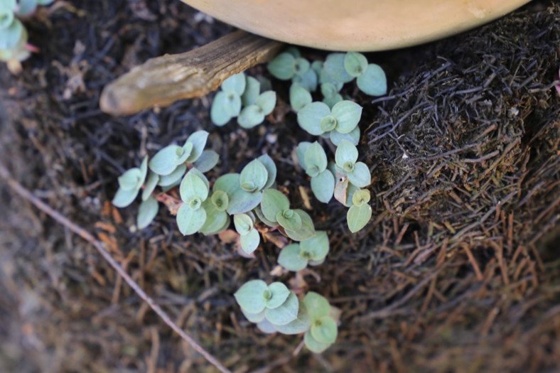 Creeping inch plant (Eng.)