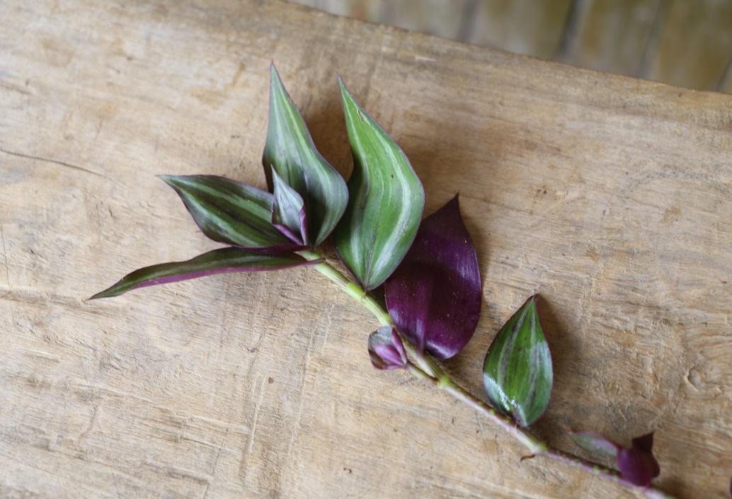 Wandering Jew, Creeping inch plant (Eng.)