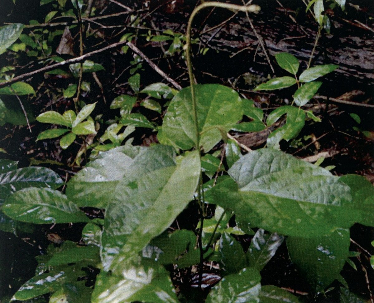Albutra