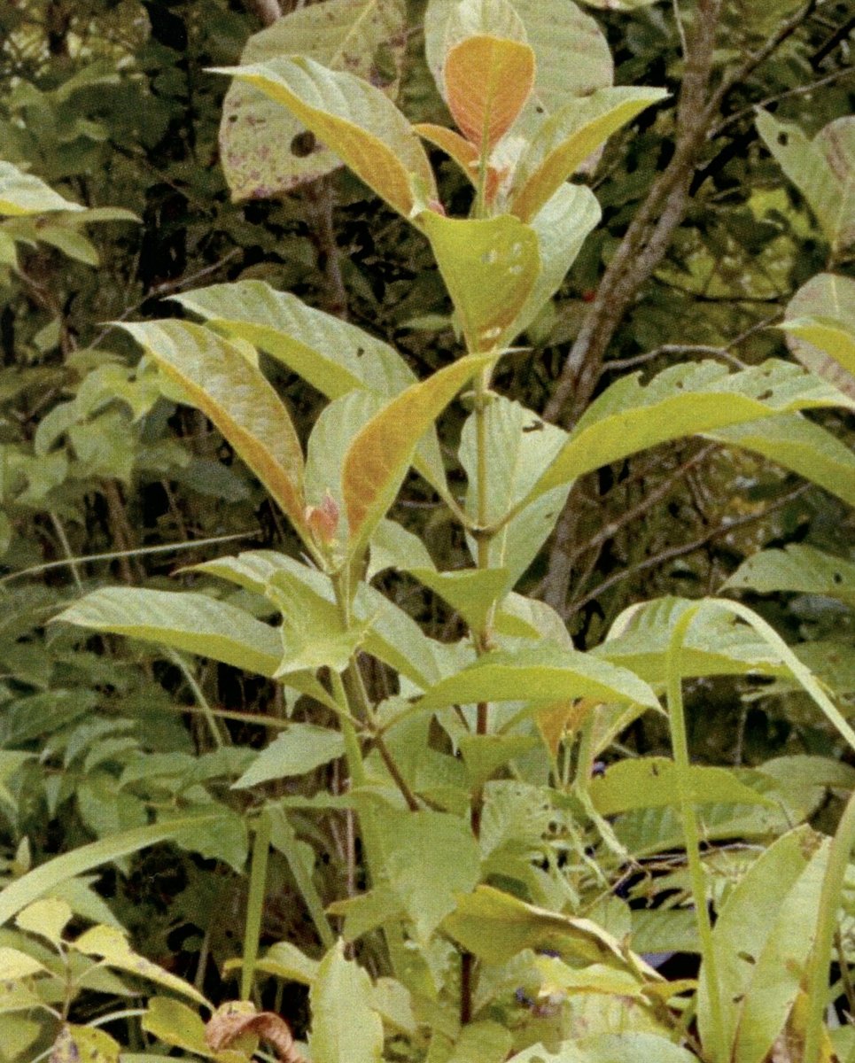 Quinine