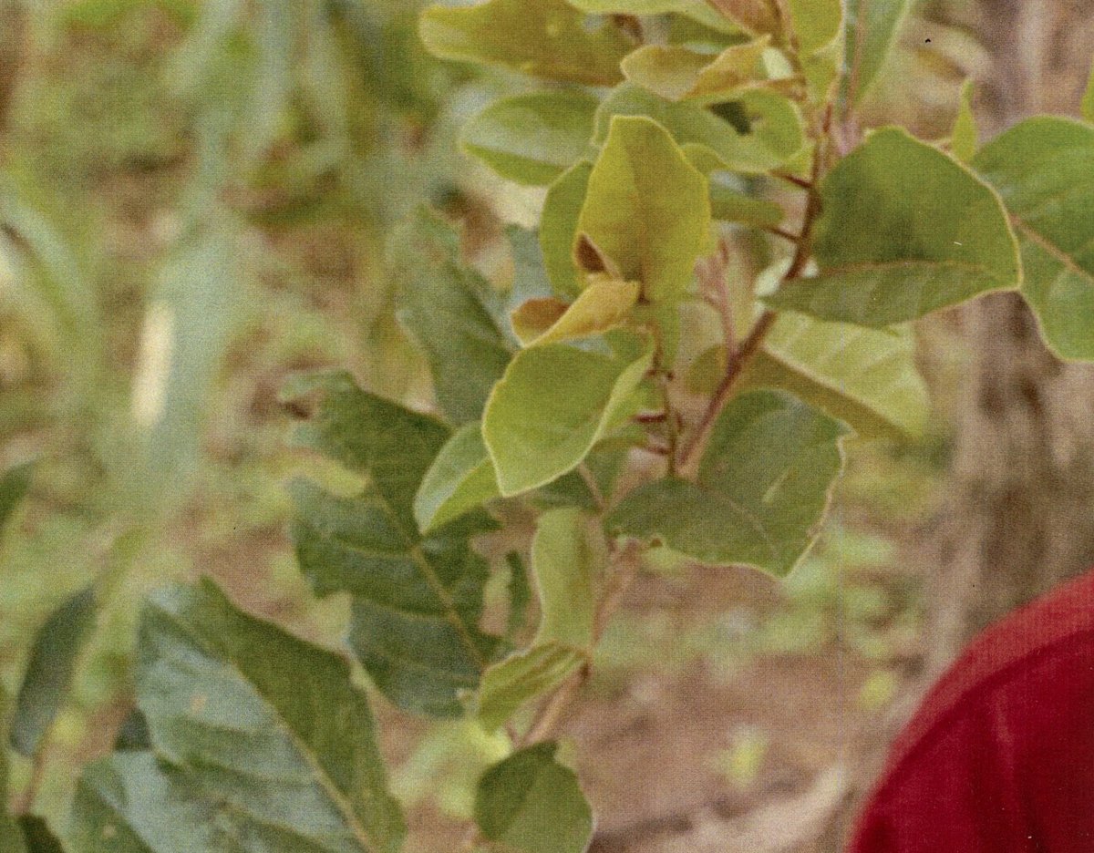 Coffee bush