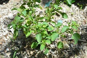 Maraotong (Ilk.)