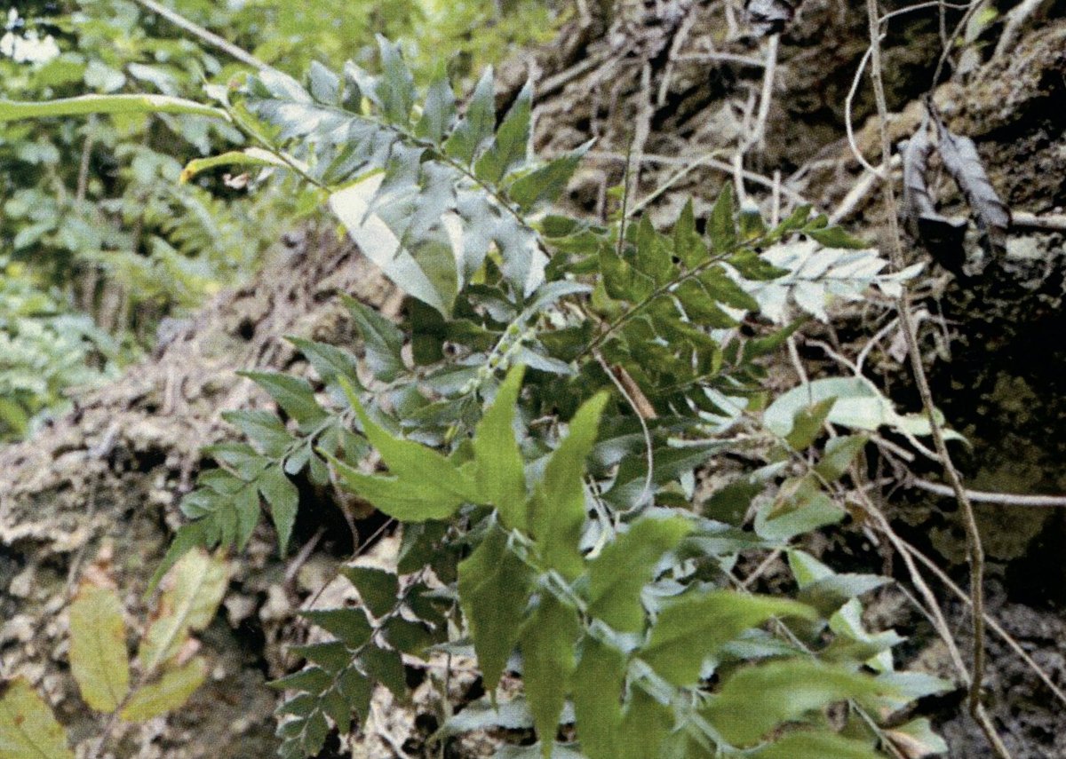 Fern