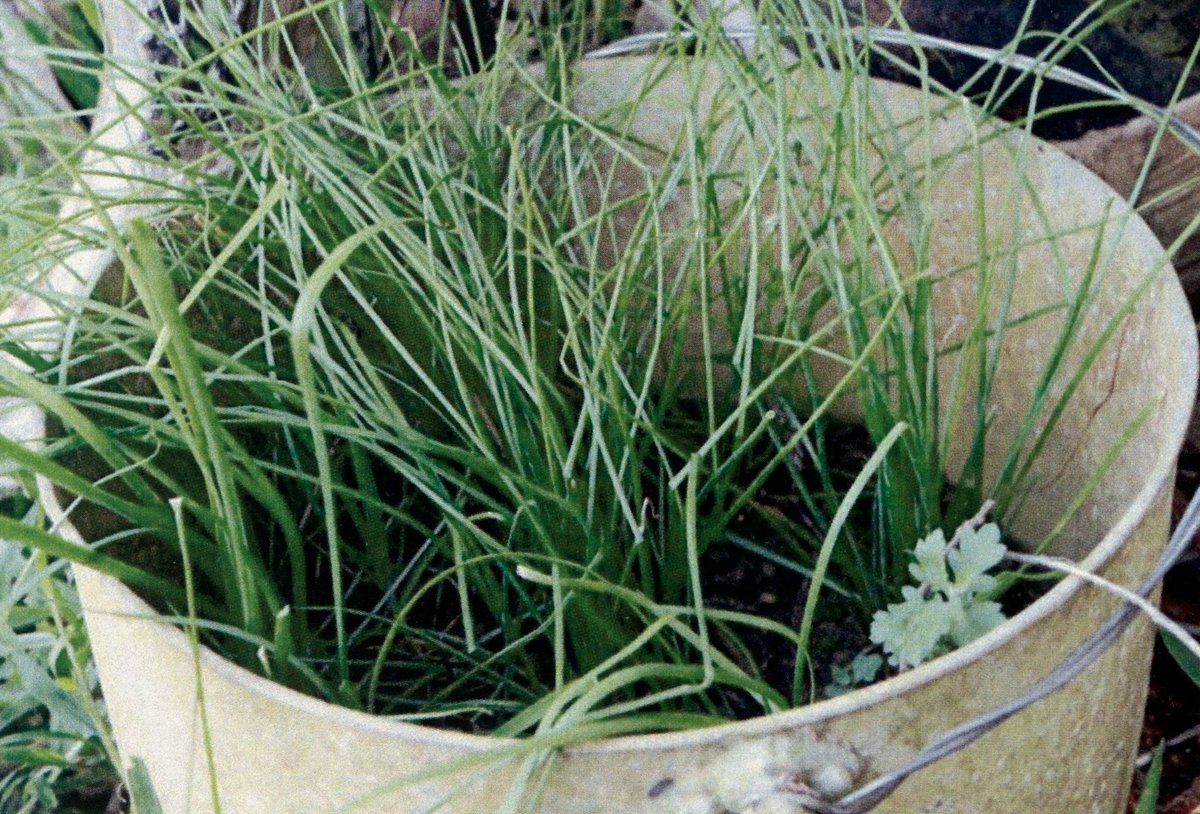 Wild onion