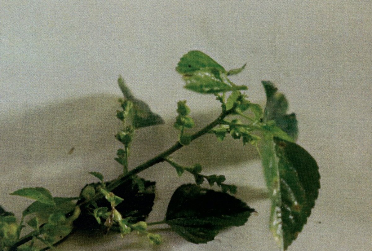Indian acalypha