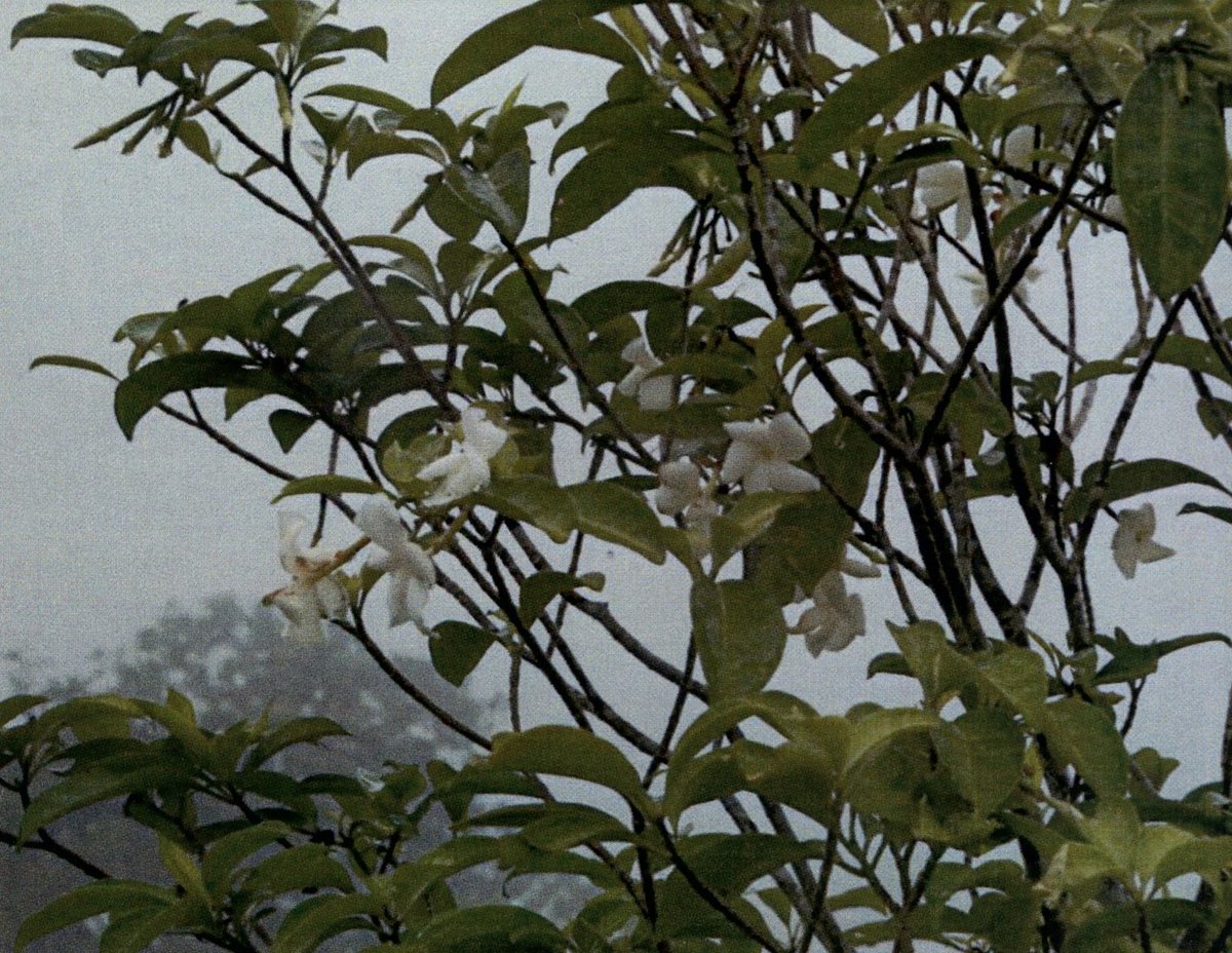 Fragipani