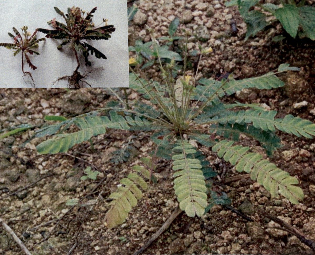Sensitive plant