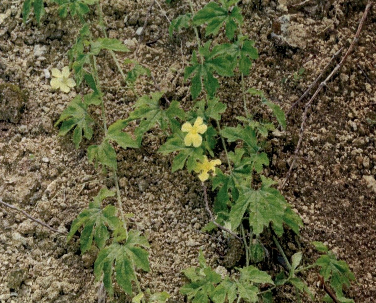 Bitter gourd