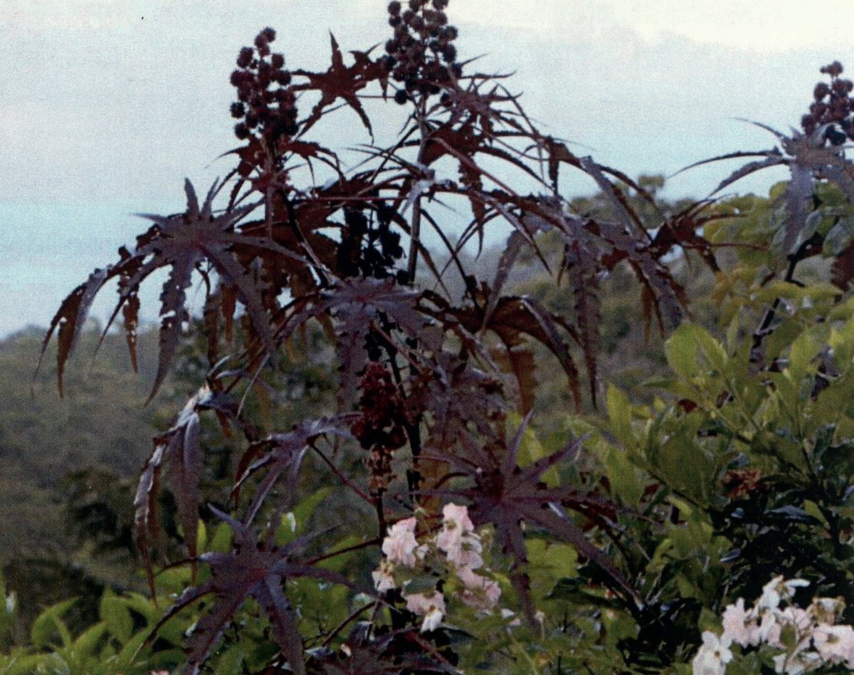 Castor oil,Tangan tangan