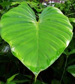 Gabi na pula, Gabii-gabi na tapol, Gabing-tuod, Gintawos, Payaw (Bis.)