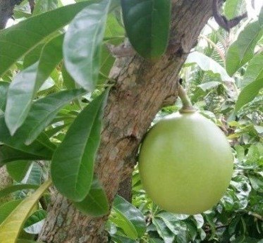 Miracle fruit (Engl.)