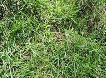 Bermuda grass (Engl.)