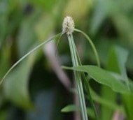 Uli-ulit, Kolitot (Bis.)