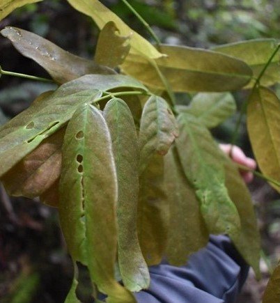 Tubli (bagon) (Bis.)
