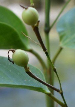 Banban (Bis.)